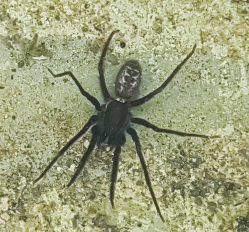 Segestria florentina